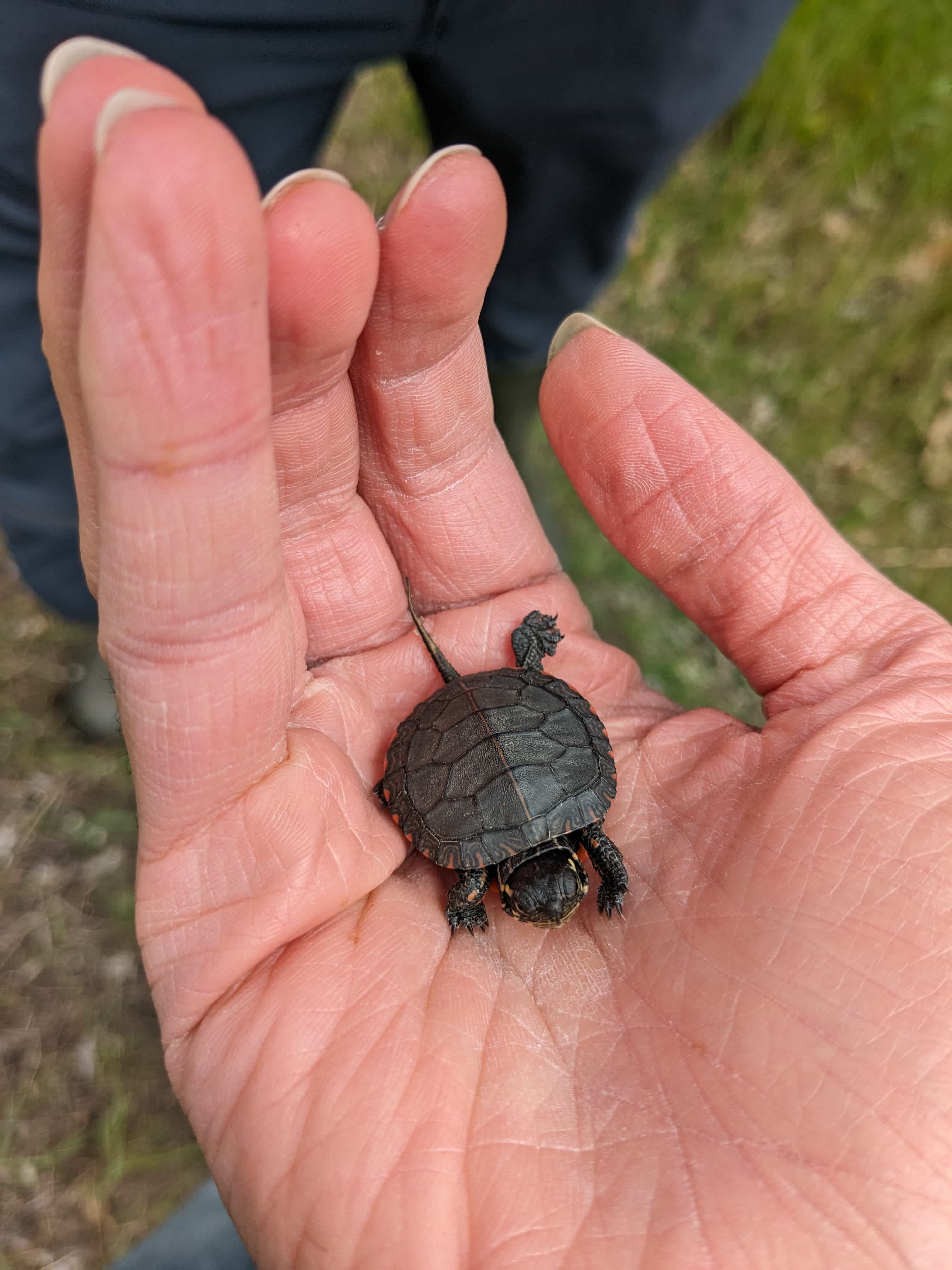 Painted Turtle